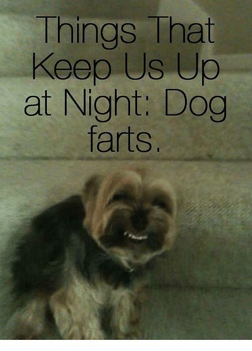 Dogs Memes and Ups Things That Keep Us Up at Night Dog farts