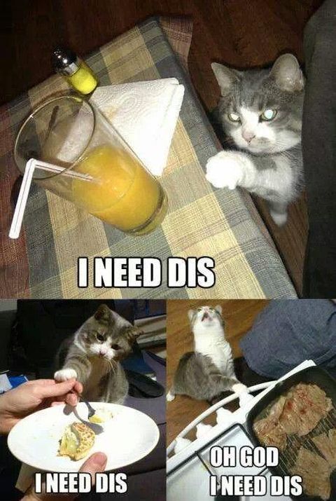 Get the Wonderful Funny Cat I Must Eat Memes - Hilarious ...