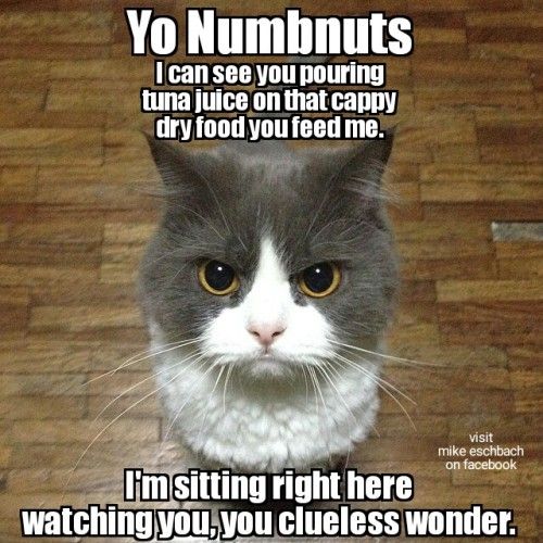 Take the Best Of Funny Cat Face Memes - Hilarious Pets Pictures