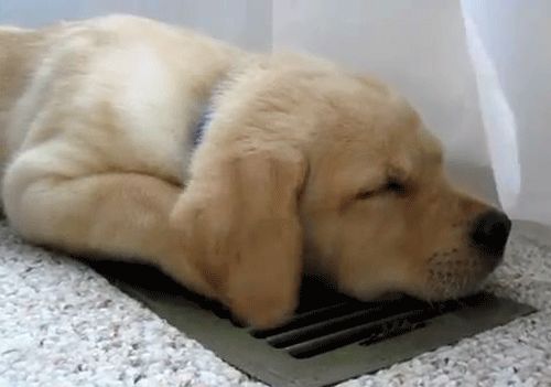 Lab puppy Puppies Gif Dogs And Puppies Doggies I Love Dogs Cute