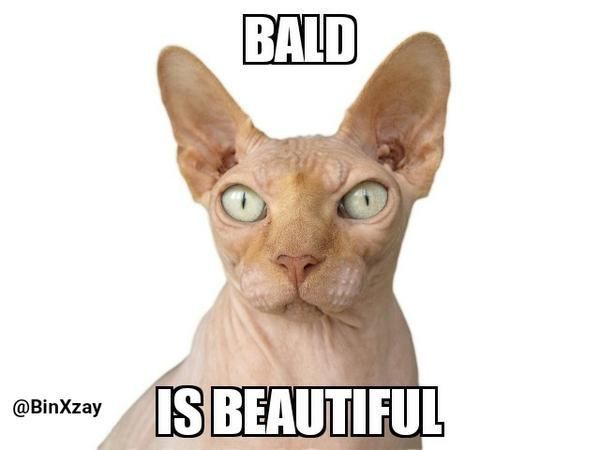 Sphynx Cat Meme Luxury Bald is Beautiful Funny Sphynx Cat Meme