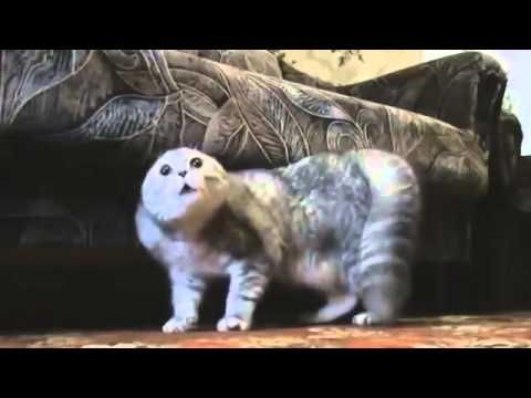 Grab Hold Of the Suprising Band Funny Memes Grumpy Cat