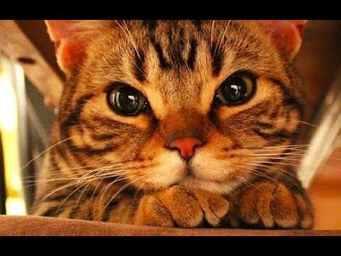 Grab the New Funny and Cute Cat Pictures