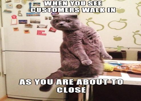 Download the Unbelievable Funny Cat Walk Memes - Hilarious Pets Pictures
